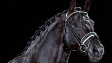 glock's toto jr freestlye with Edward Gal was a revival of Totilas&rsquo;s freestyle