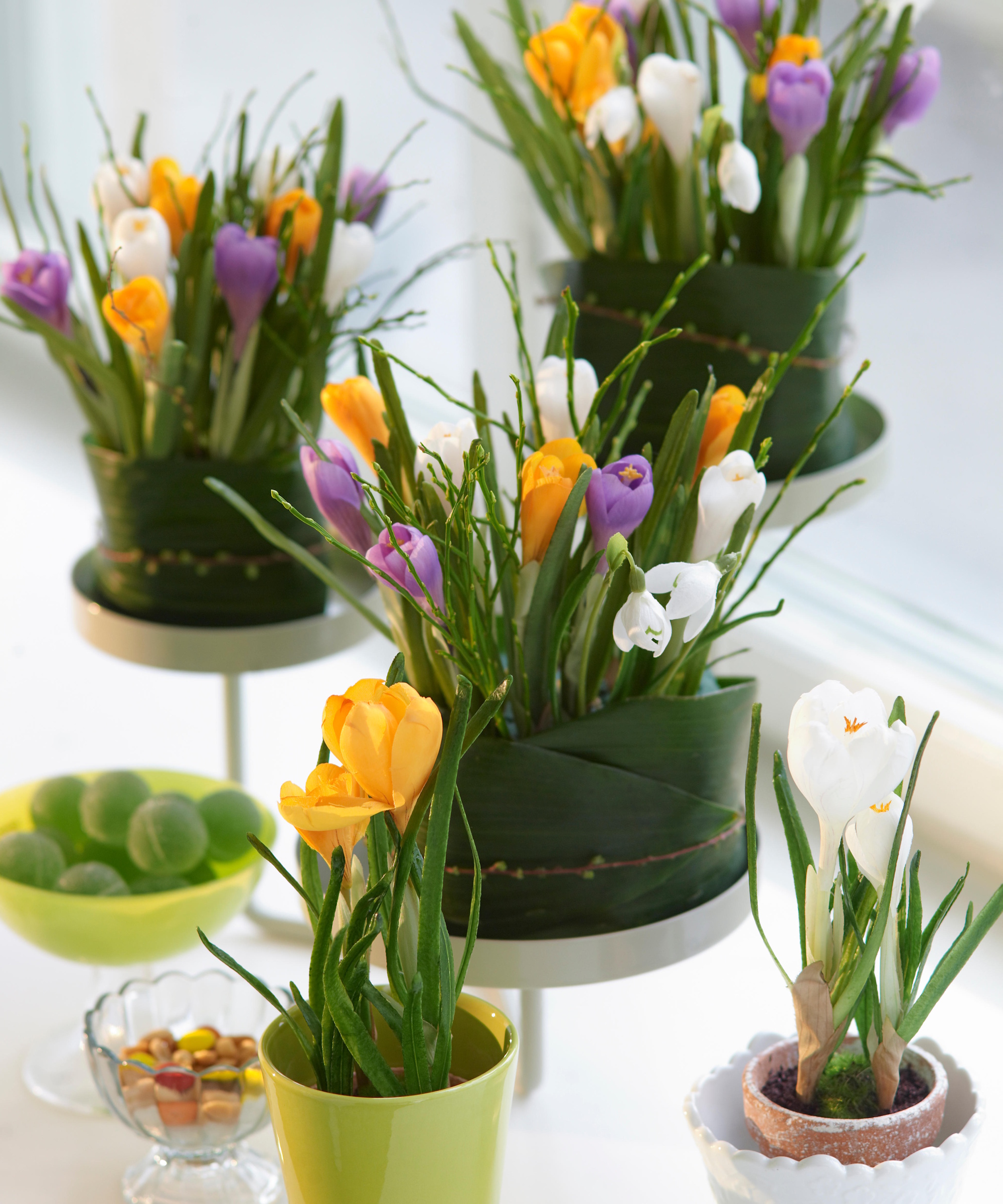 Crocus flowering indoors