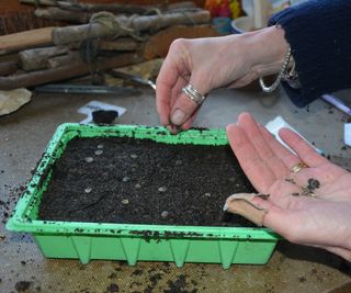 Sowing hollyhock seeds into a tray of potting soil