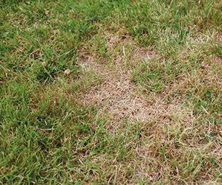 Garden lawn with unhealthy brown dead patches