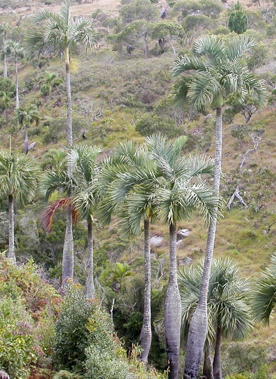 Madagascar&#039;s Manambe Palm (Dypsis decipiens) is threatened with extinction.