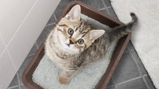 cat sitting on litter tray