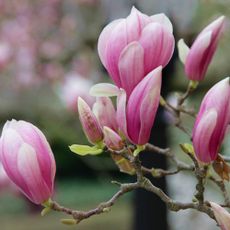 Pink magnolia blossoms on tree