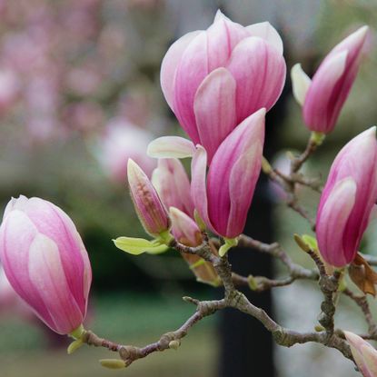 Pink magnolia blossoms on tree