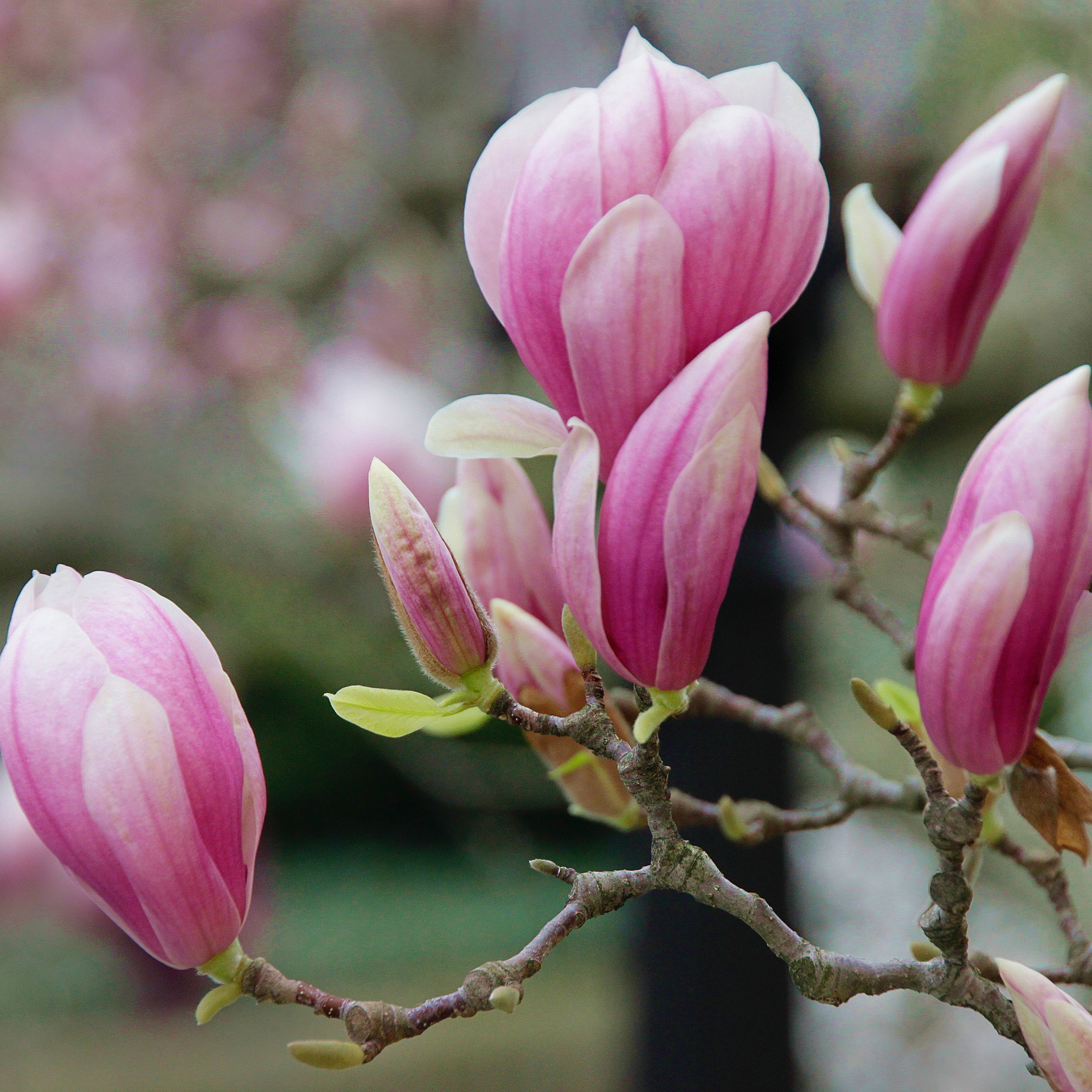 Pink magnolia blossoms on tree