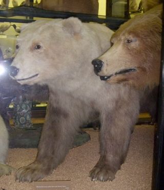 Polar/Brown Bear adult hybrid. Rothschild Museum, Tring, England.