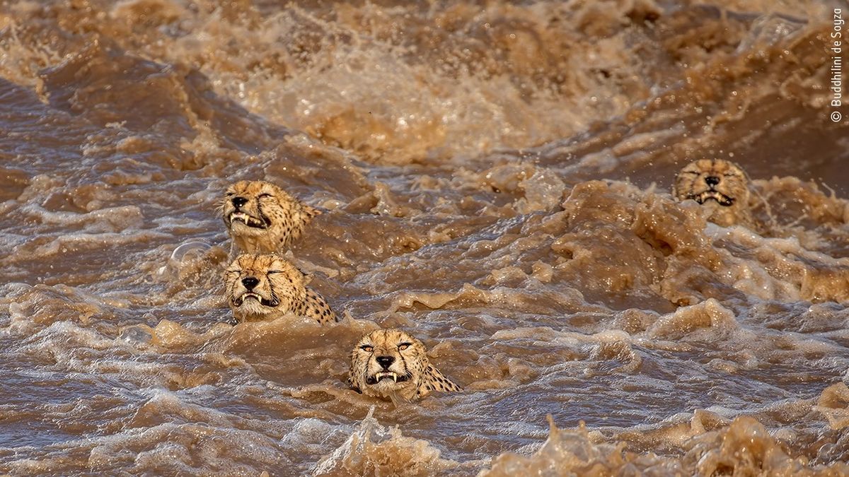 Cheetahs battle raging river in stunning photo. Did they survive?
