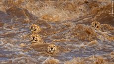 A photo of four male cheetahs swimming across a raging river in Kenya.