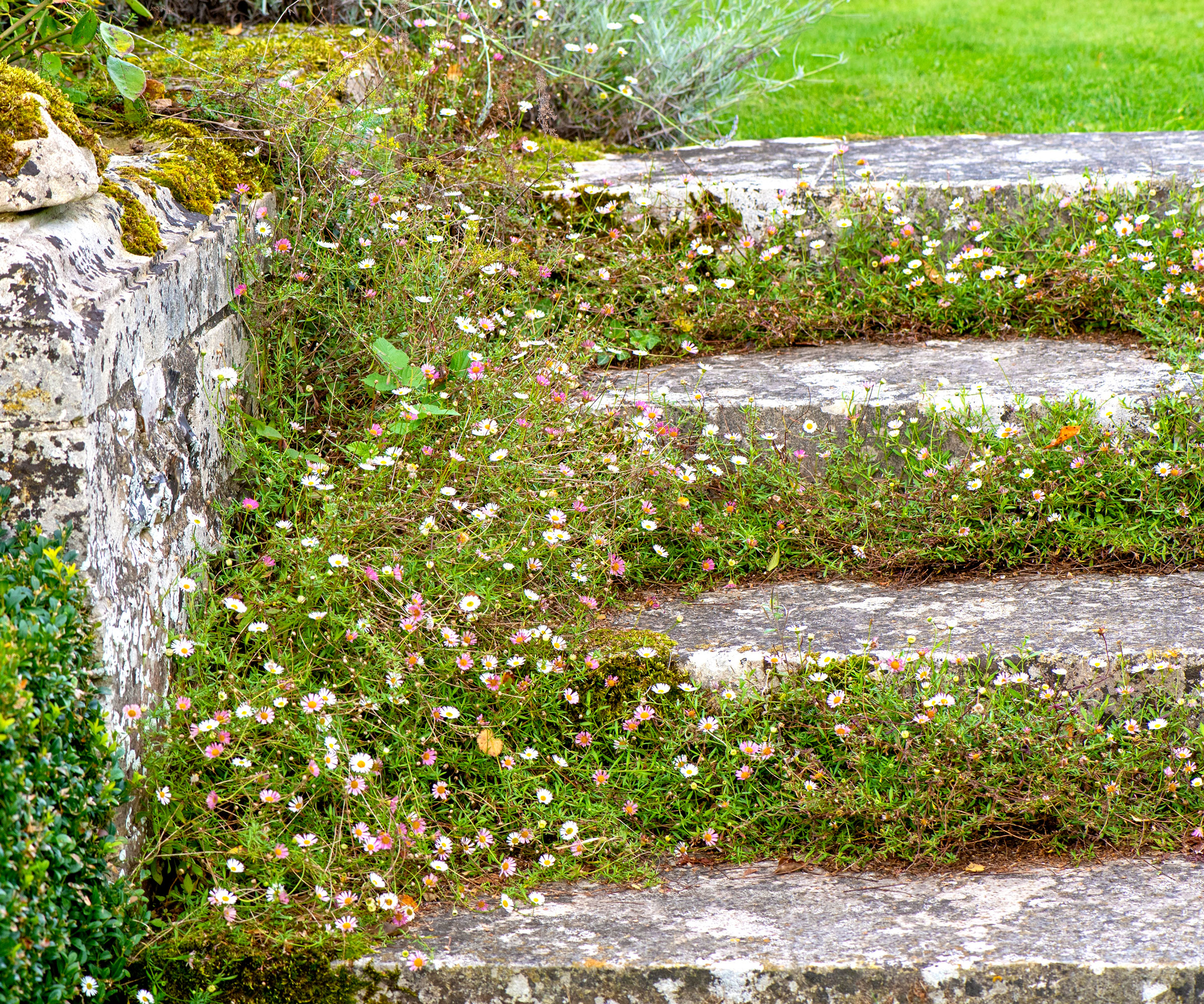 Mexican fleabane plants growing along old stone steps and against a stone wall in a garden