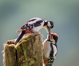 Two woodpeckers perched on a fallen tree limb in a garden