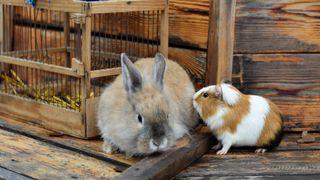 Rabbit with guinea pig