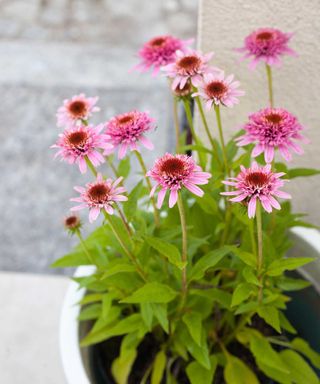 pink 'Butterfly Kisses' echinacea in pot