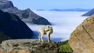 A mountain goat stands on a rock with cloud covered mountains in the background