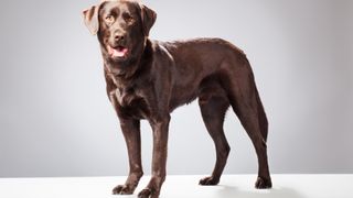 Beautiful standing chocolate brown labrador