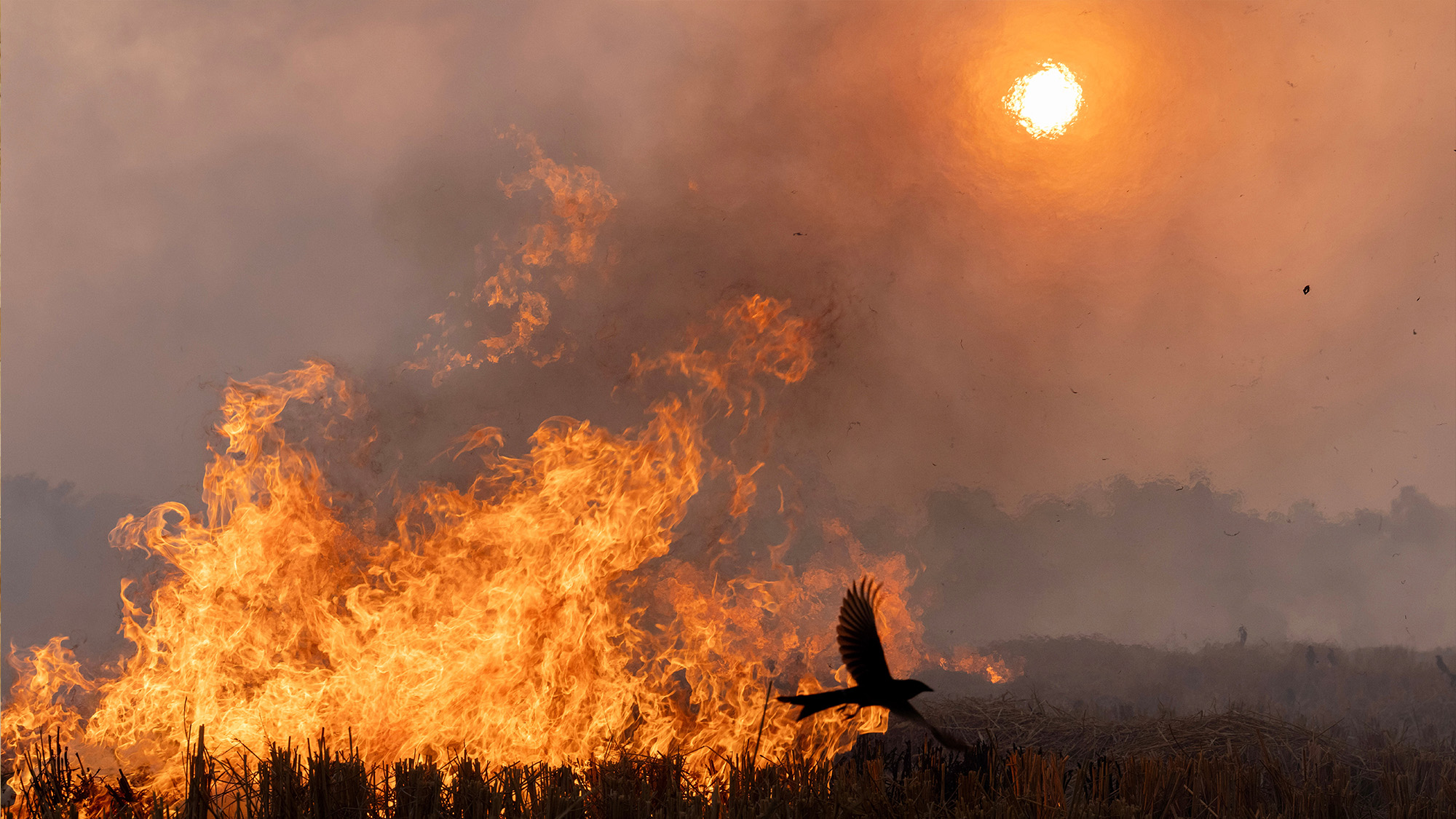 Birds fly next to burning weeds as a field is cleared for cultivation in Lucknow, India
