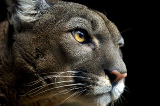 does bear spray work on mountain lions: cougar
