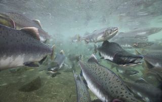 Spawning salmon swimming in a river together