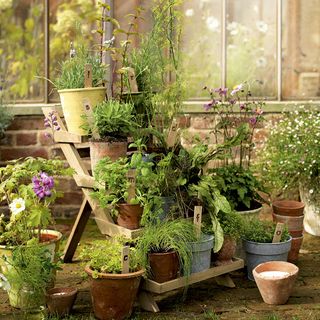 garden with potted plants and rack with plants