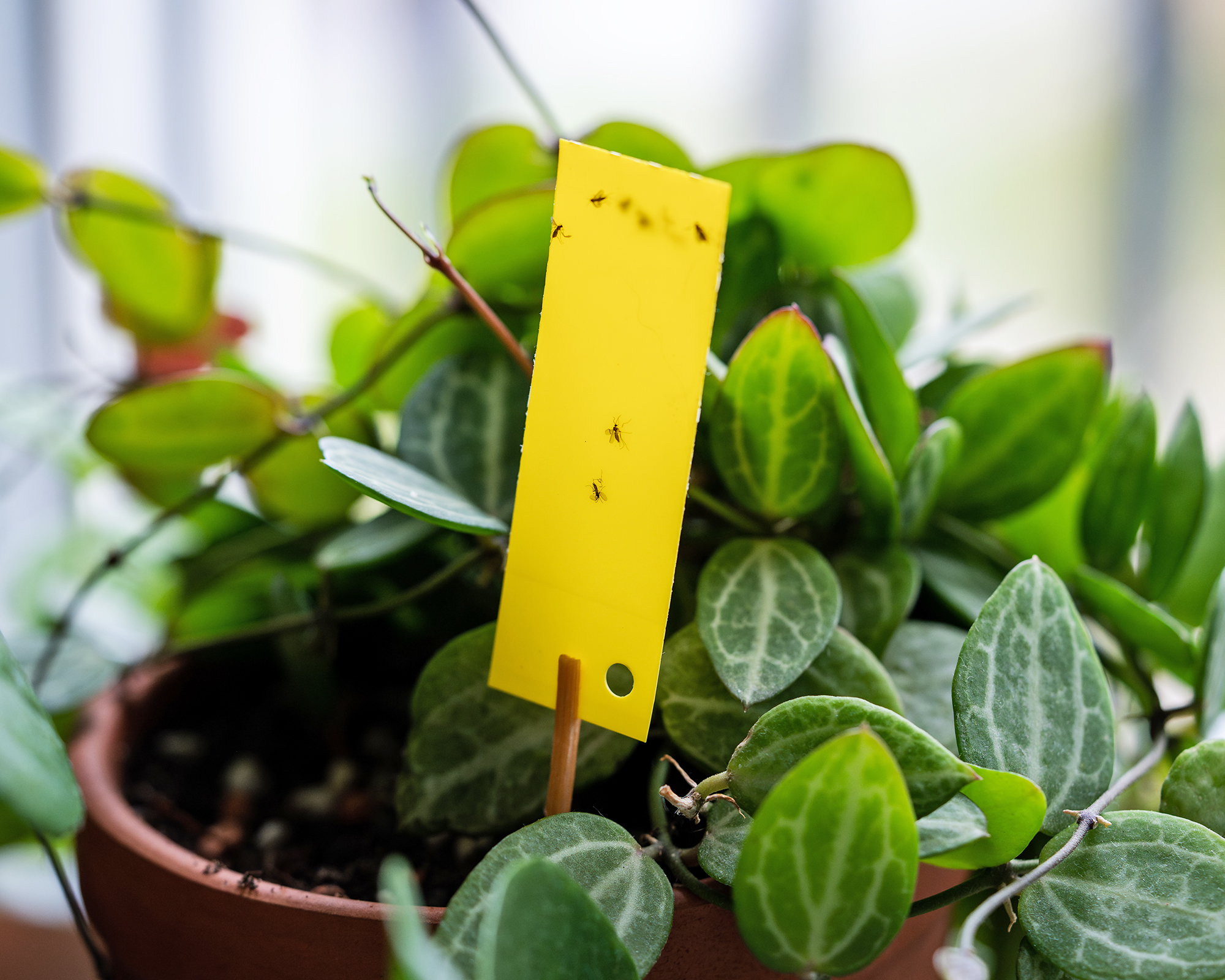Fungus gnats stuck on yellow sticky trap closeup.