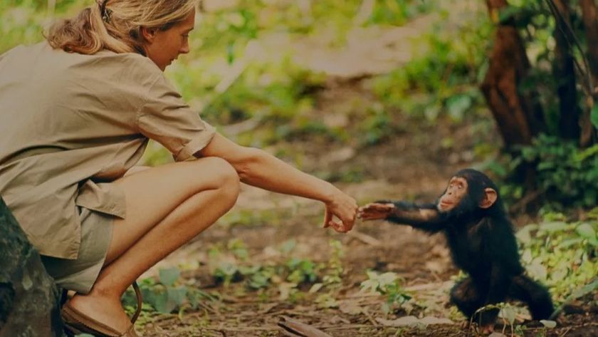 Jane Goodall and the infant chimpanzee Flint in Gombe, Tanzania. Flint, the first chimpanzee infant born after Jane&#039;s arrival, offered her a rare opportunity to study the animals&#039; development, although physical contact with wild chimpanzees is no longer considered ethical.