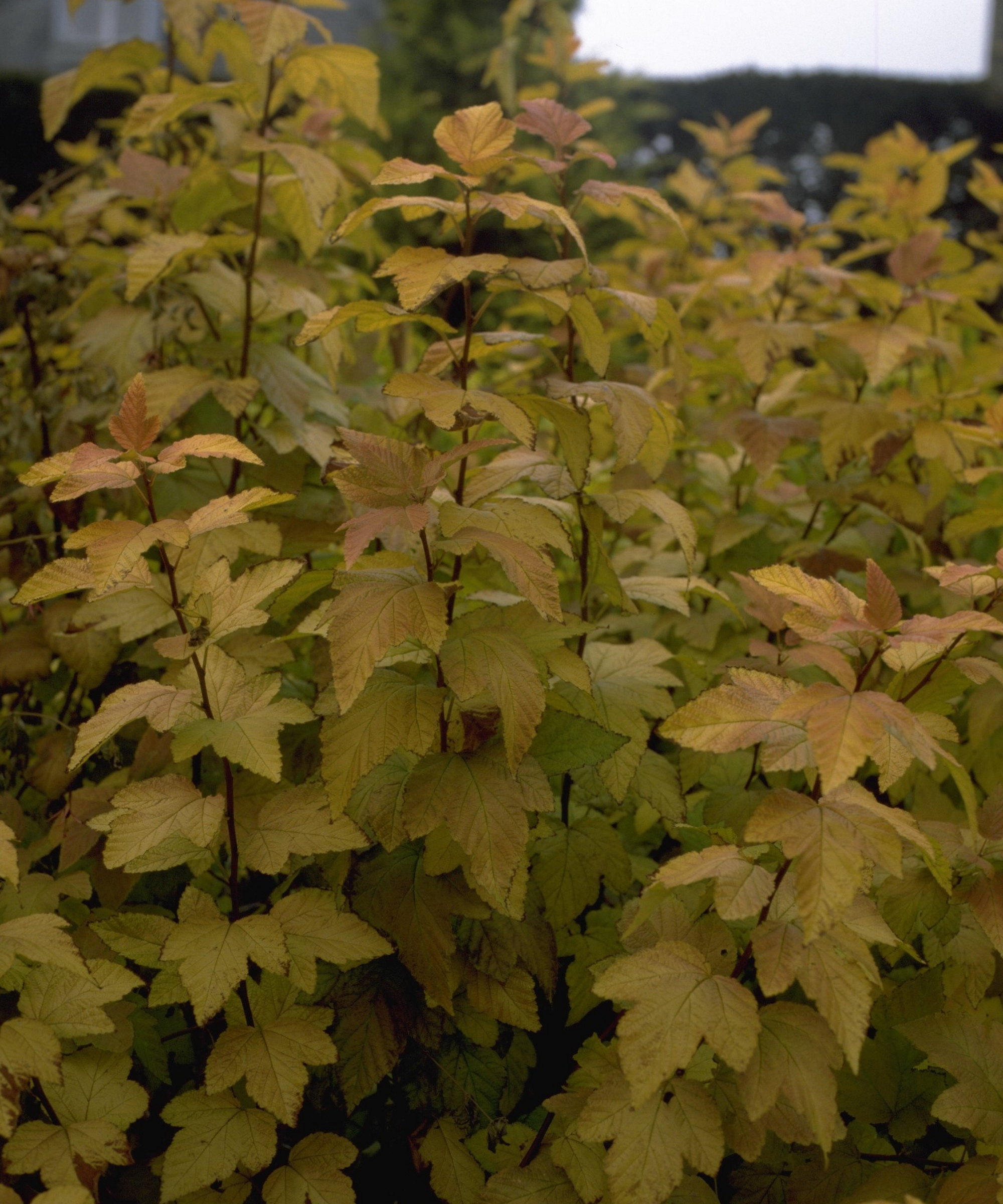 Autumn yellow foliage of Physocarpus opulifolius, or ninebark