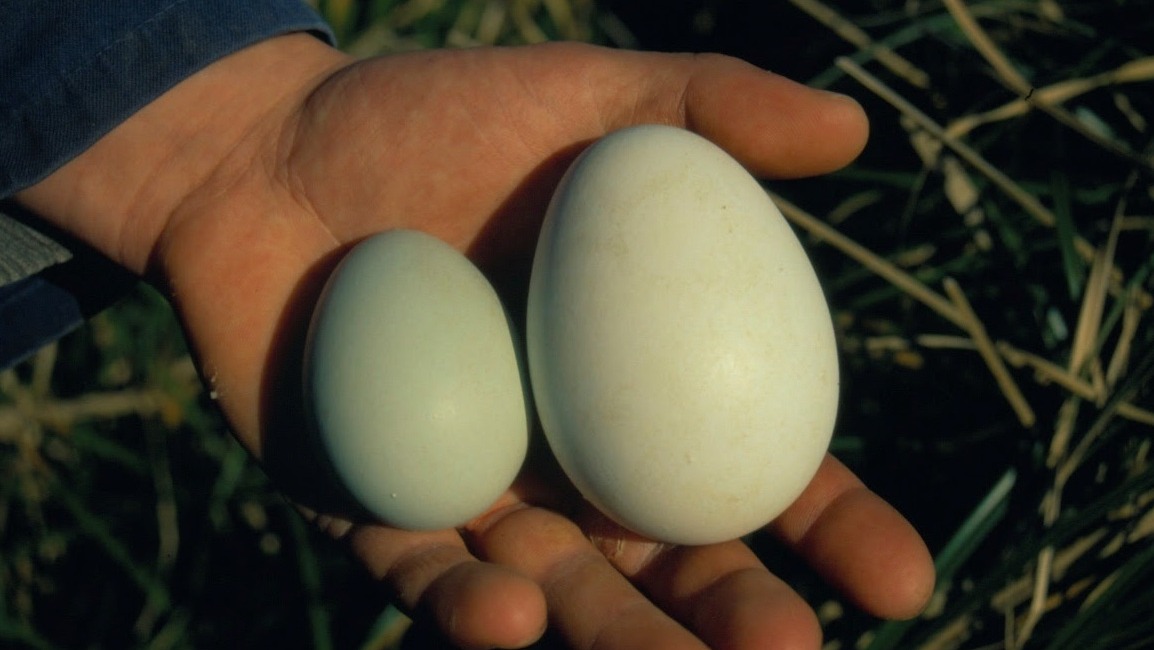 A person holds two erect-crested penguin eggs.