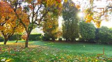 autumn garden with leaves on the lawn to support expert advice to answer when should you stop cutting grass in autumn