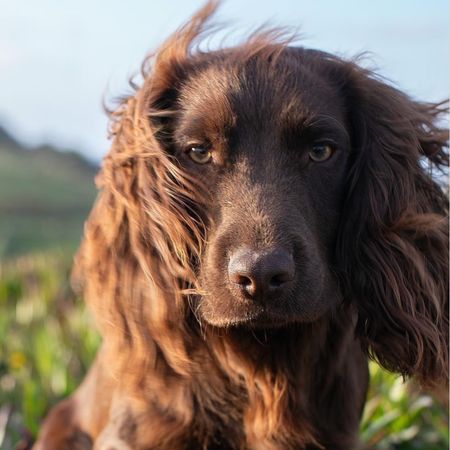 Prince William and Kate's dog, Otto, posing in grass