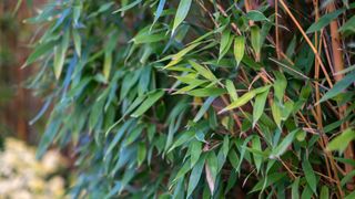 bamboo plants in garden to support how to get rid of bamboo roots