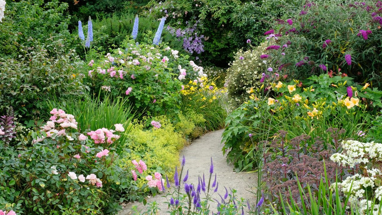 Garden border with ground plants, roses, delphiniums, buddlejas and other mixed planting around a garden path