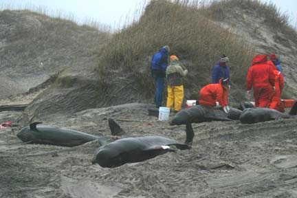 pilot-whales-stranded-100924