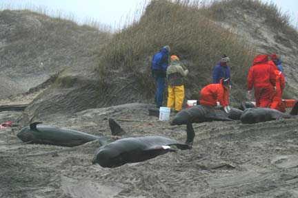 Why do whales beach themselves? We're partially to blame.