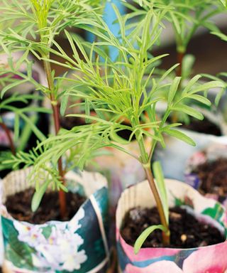 Cosmos seedlings in paper pots