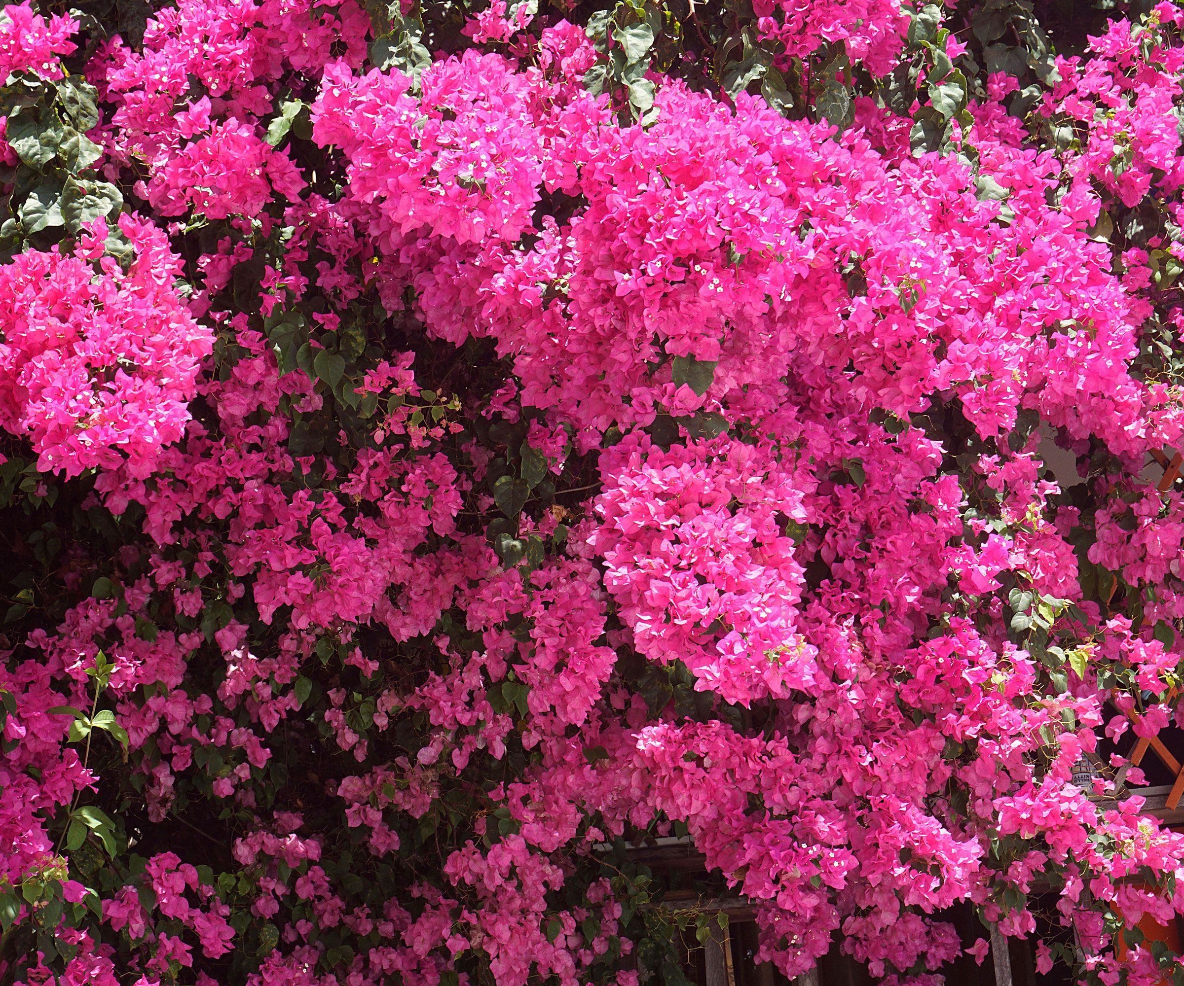 bougainvillea shrub with bright pink flowers