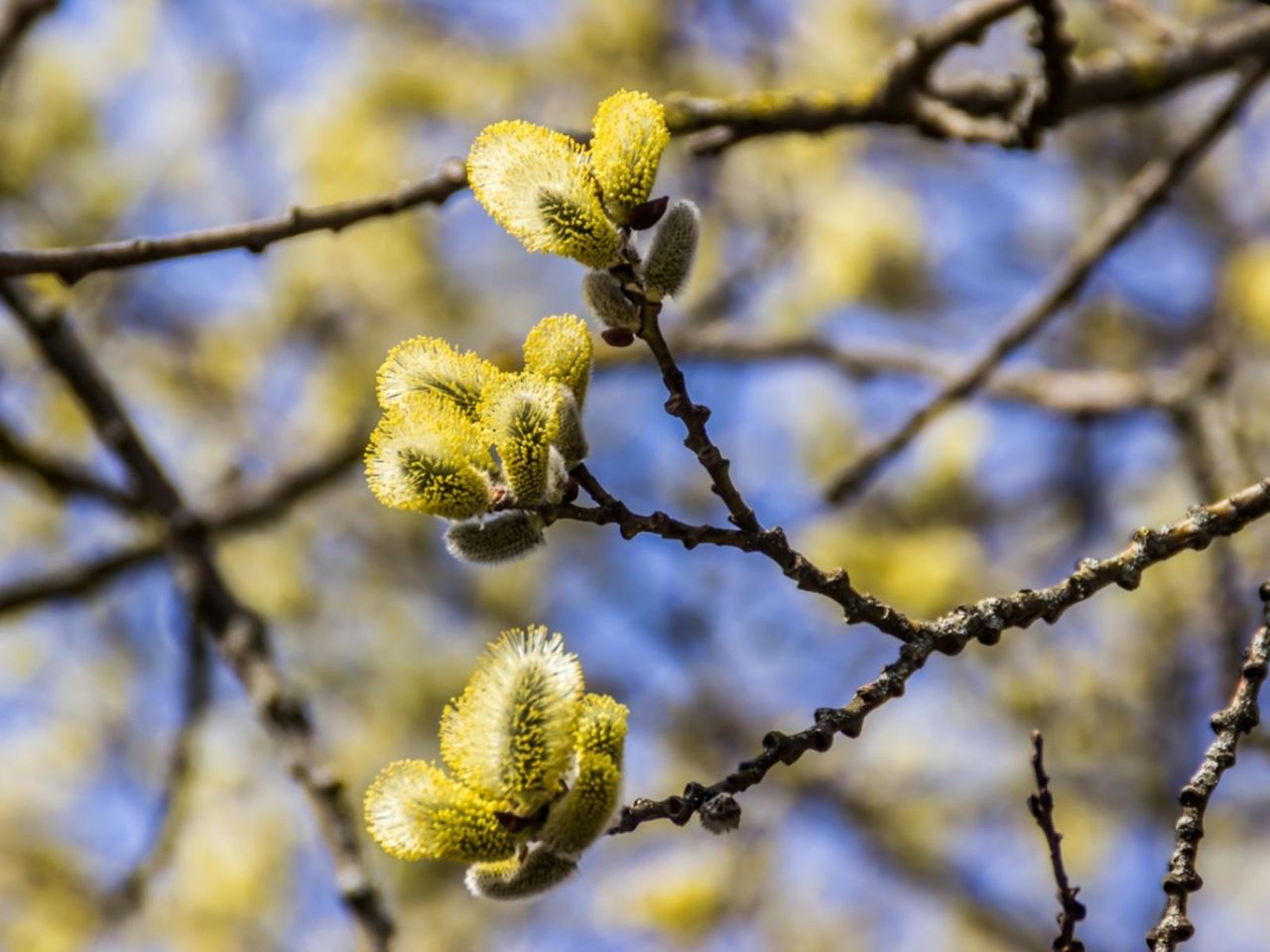 Fuzzy Catkins On A Pussy Willow Tree