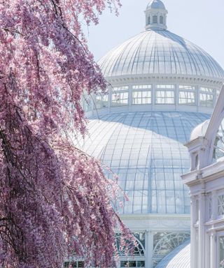 Blossom tree in New York Botanical Garden
