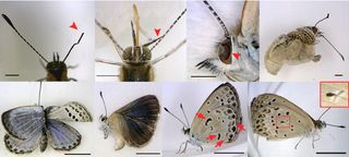 Deformed butterflies near the Fukushima nuclear disaster