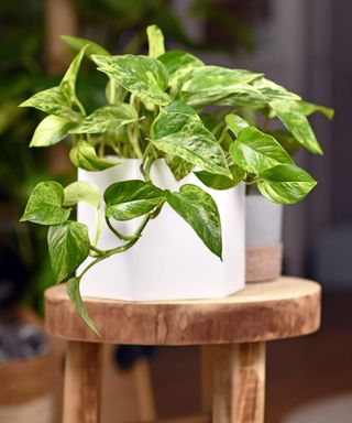 Devil's Ivy - Epipremnum Aureum 'Marble Queen' pothos houseplant