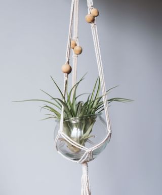 A dark green air plant hanging in a white macrame holder with light wood beads on it, in front of a light gray background