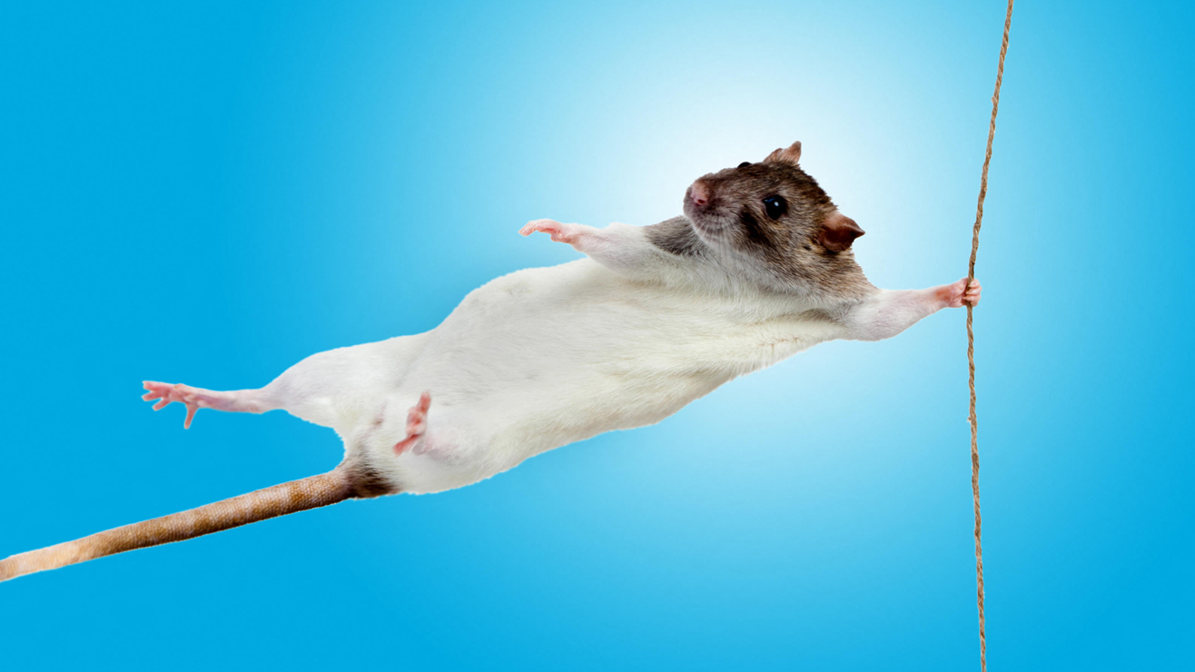 A close up shows a white rat with a brown head holding onto a small thread in front of a blue background.