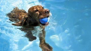 Cocker spaniel using one of the best swimming pools for dogs