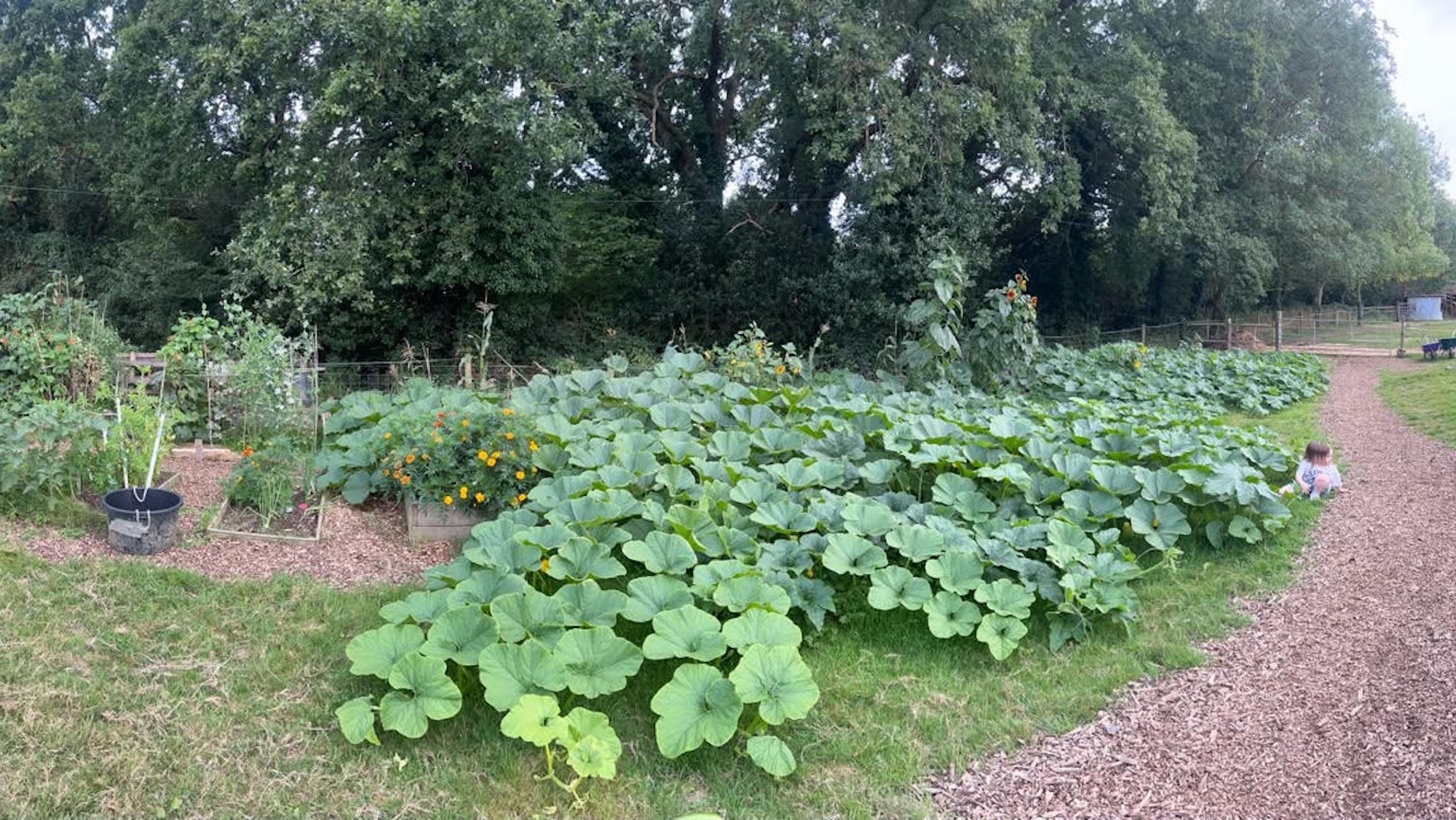 Pumpkins growing on a muck heap