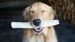 longest lasting dog chews