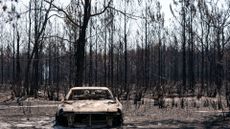 The shell of a burned out car sits in the middle of the charred remains of a forest burned by a wildfire.