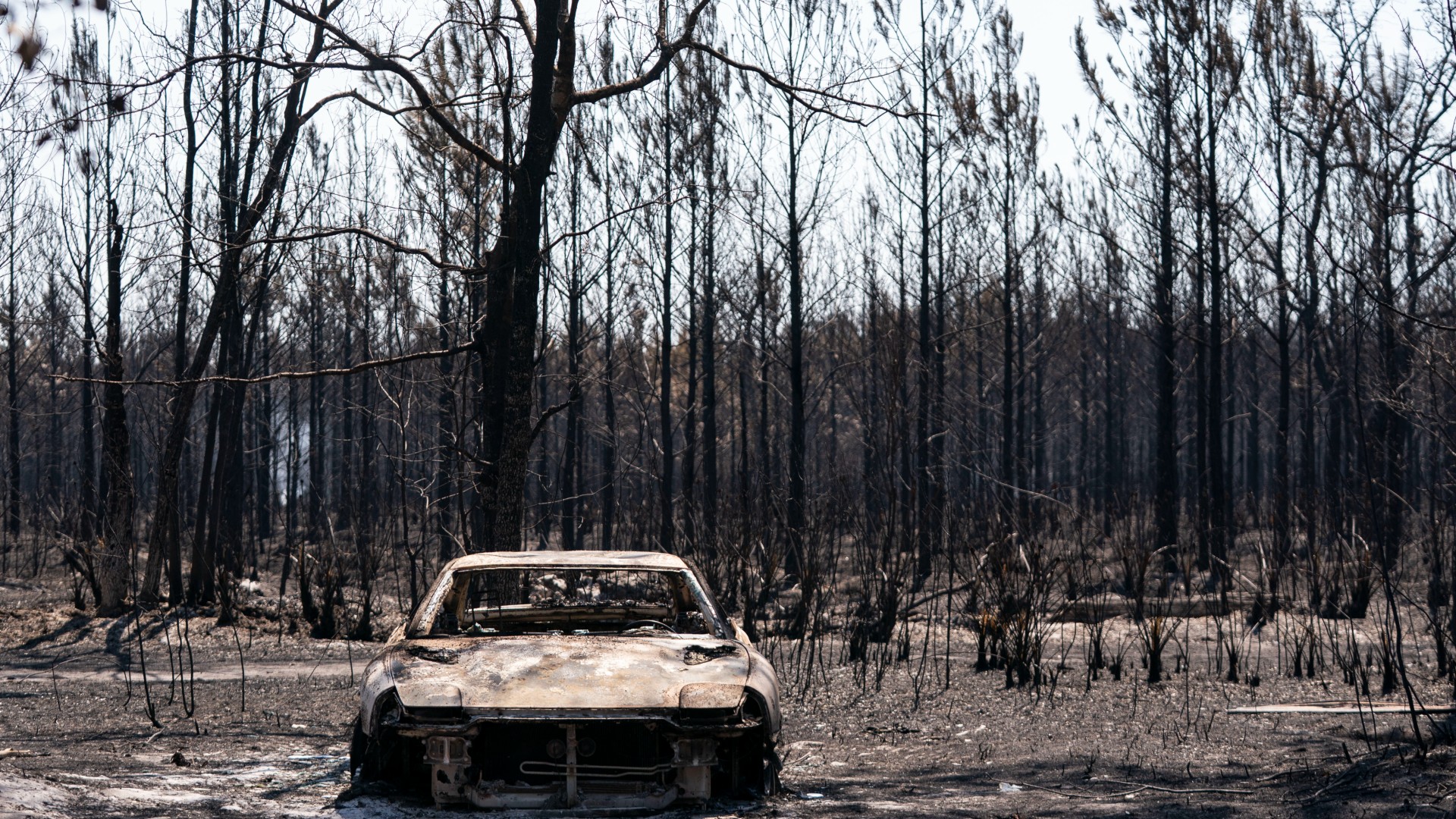 The shell of a burned out car sits in the middle of the charred remains of a forest burned by a wildfire.