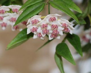 Hoya Lanceolata or Miniature Wax Plant, Porcelain Flower with White Petals and Pink Centres