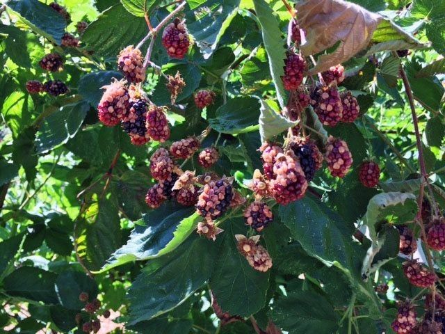 Berries With White Drupelet Syndrome