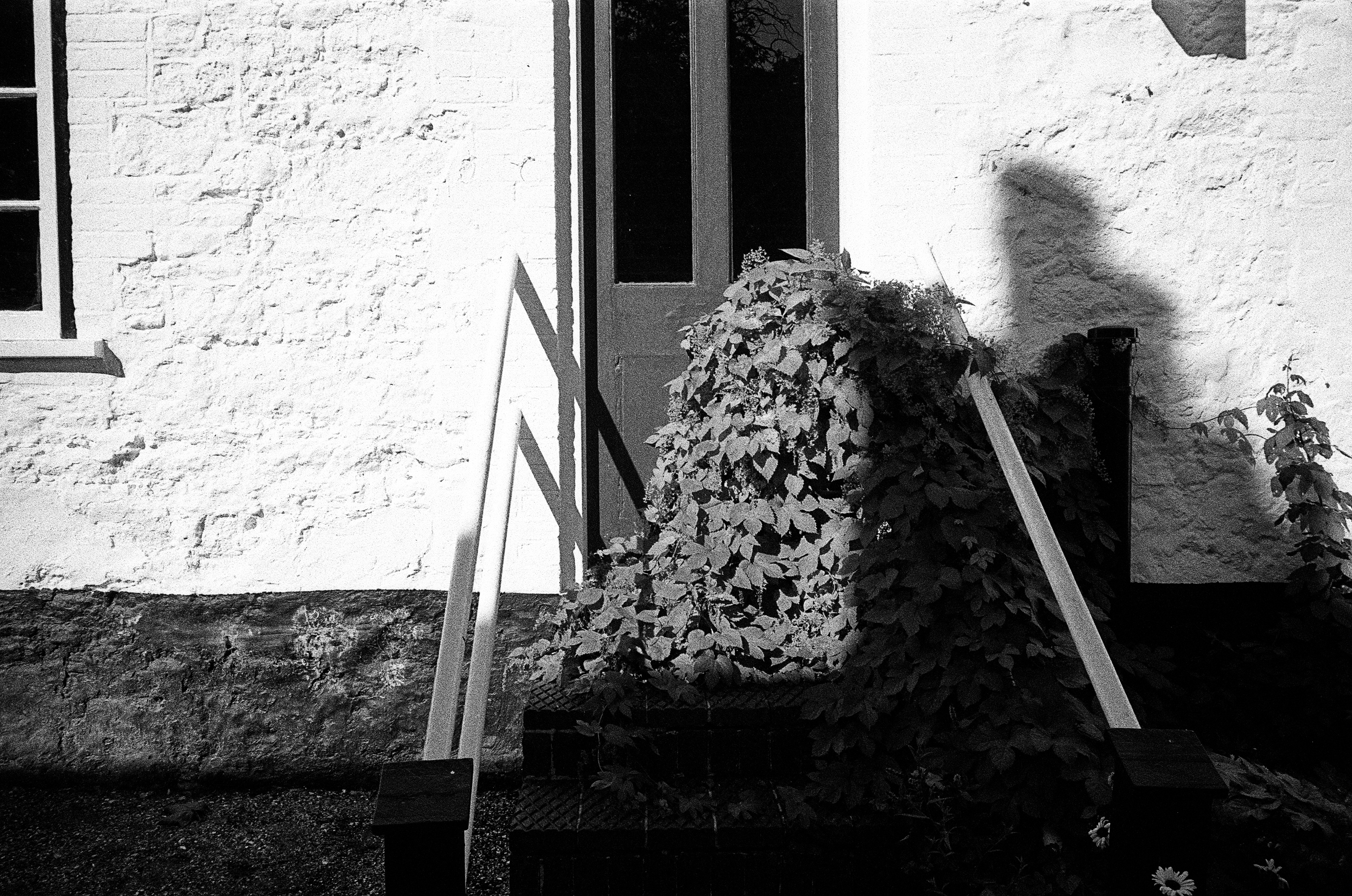 Leica MP black and white film scan of plants growing up a rail