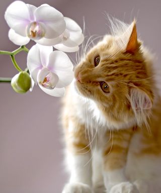 Ginger cat contemplates eating moth orchid