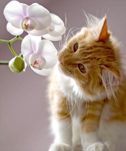 Are Orchids Poisonous To Cats? How To Keep Pets Safe | Gardening Know How